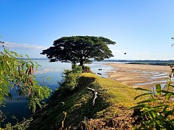 Beautiful tree at the South of the island